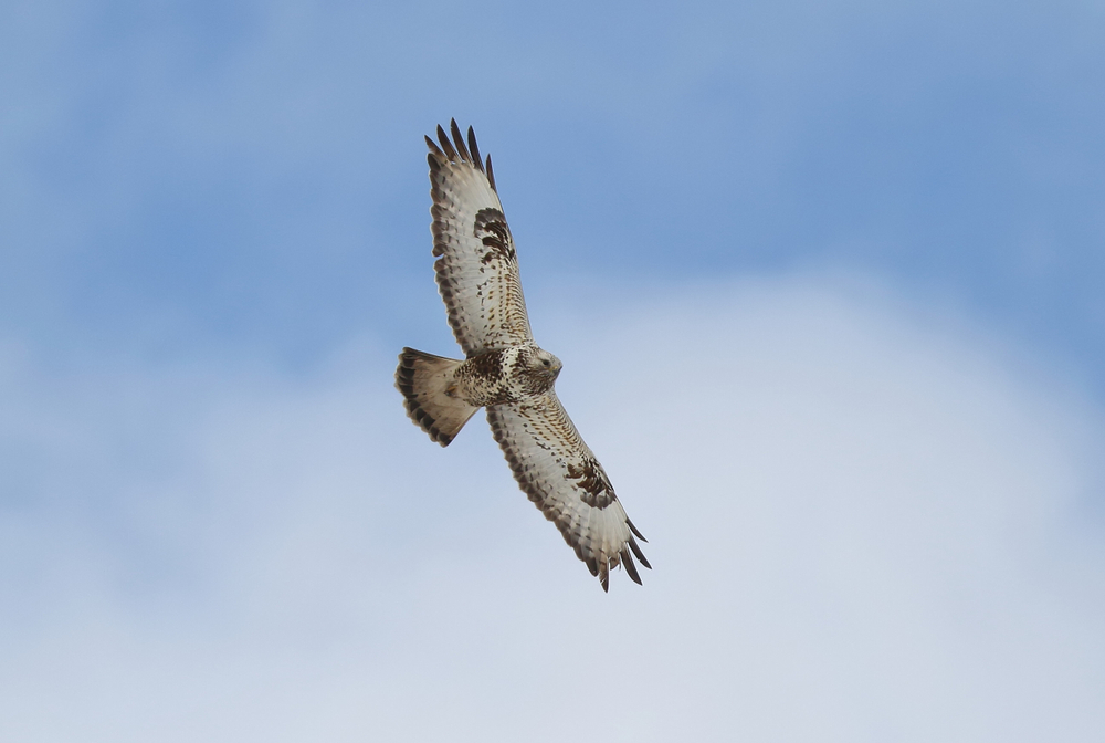 Raufußbussard Flug