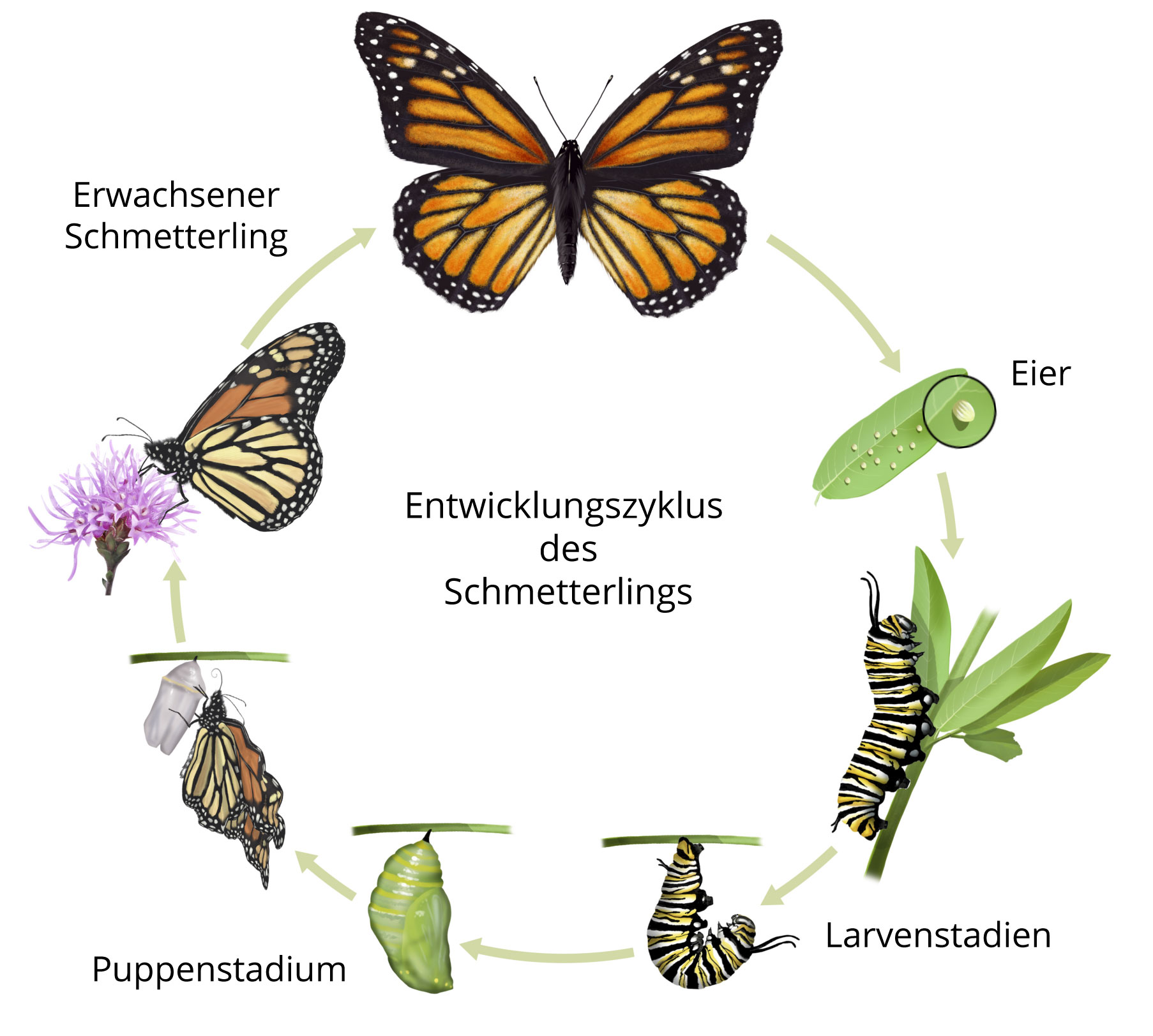 Entwicklung Insekten