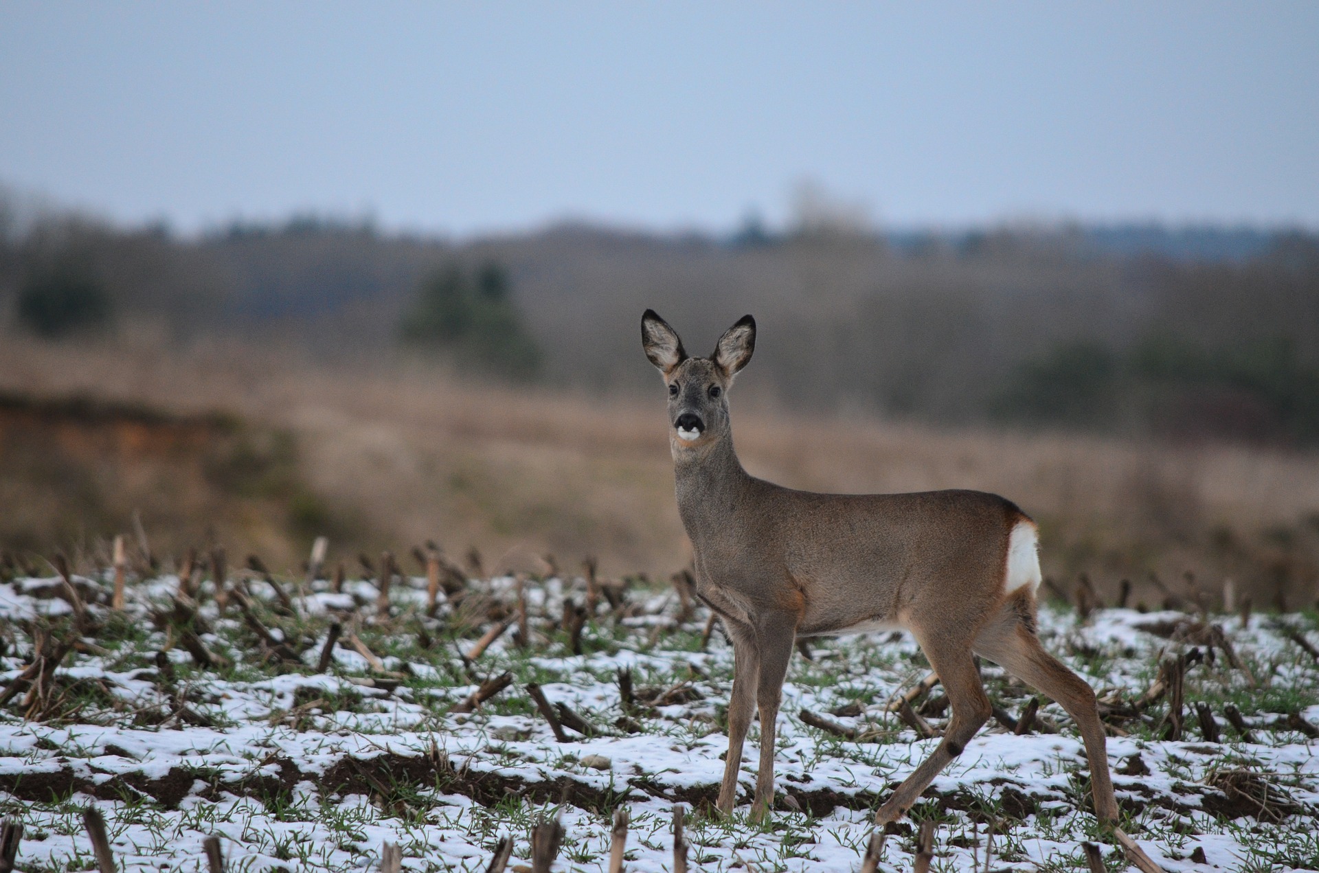 Rehwild Ricke Winterkleid