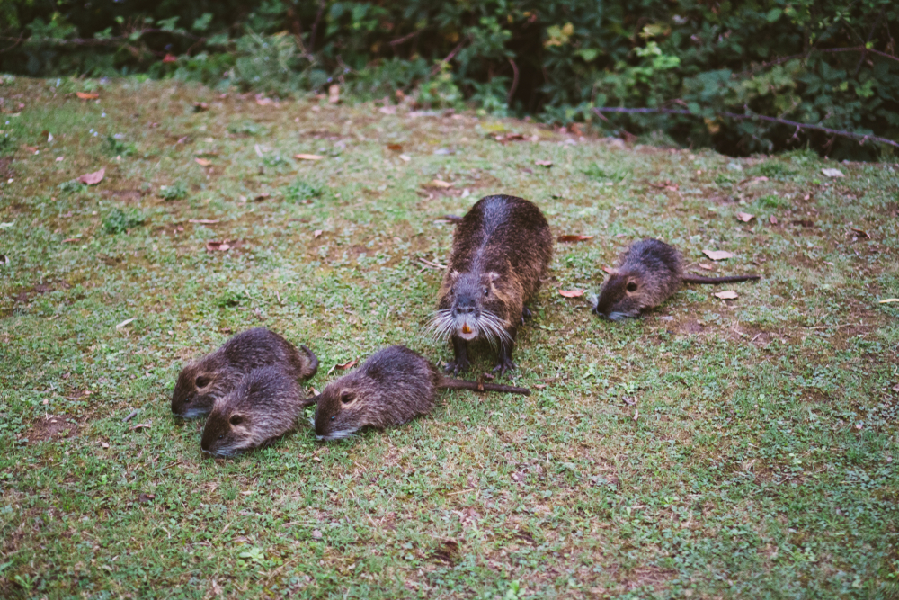 Nutria 2