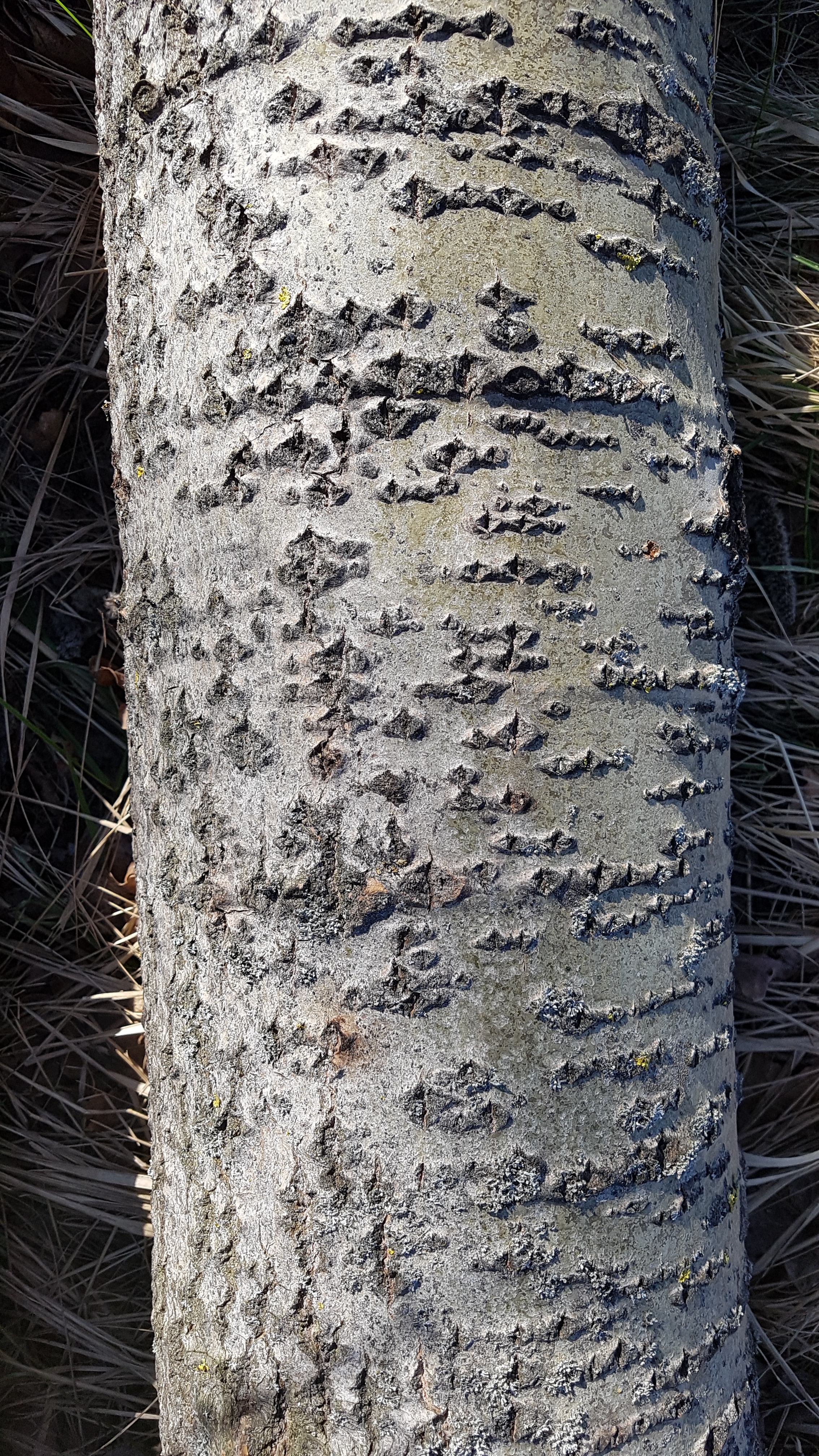 Pappel-Zitter Rinde 1 5