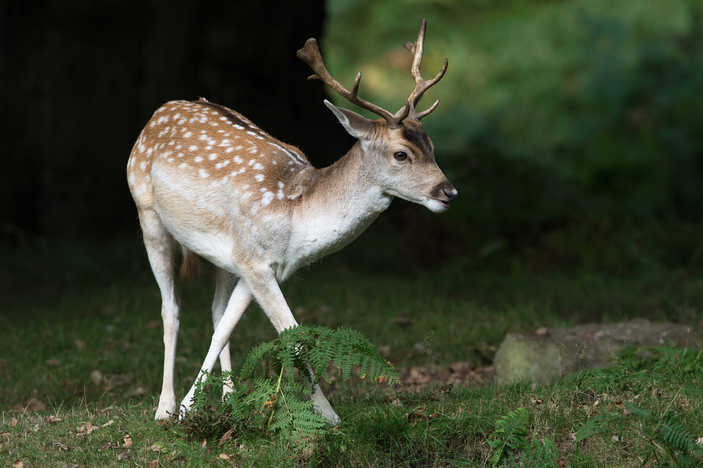Damwild Hirsch 2. Kopf