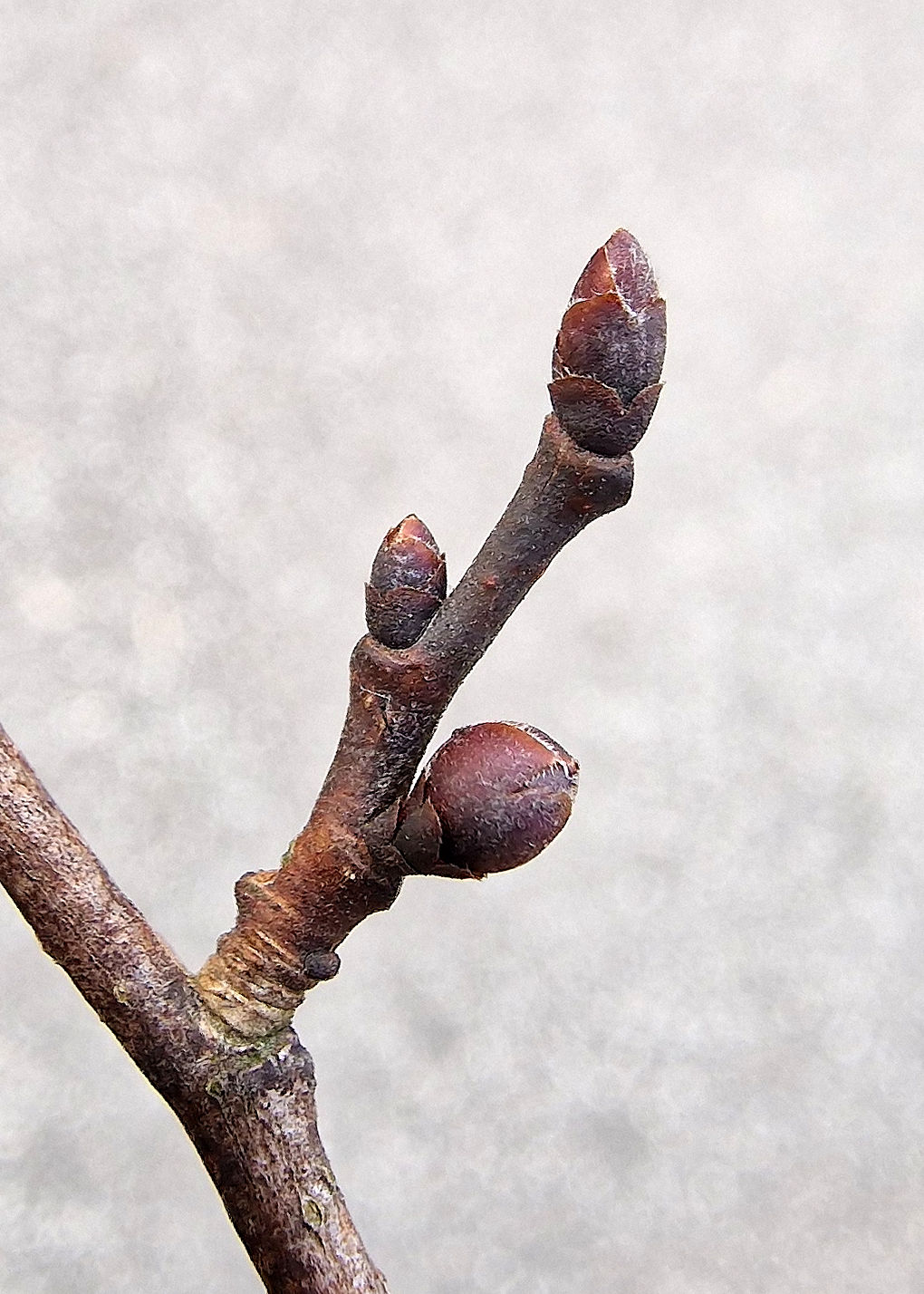 Ulme-Feld Knospe 20230313_165544