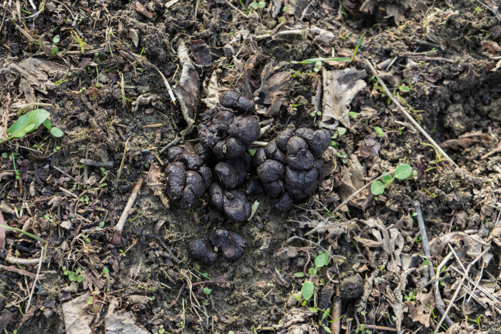 Schwarzwild Losung