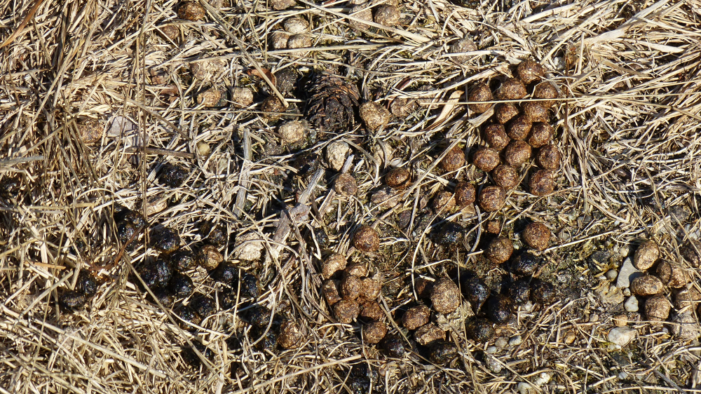 Wildkaninchen Losung