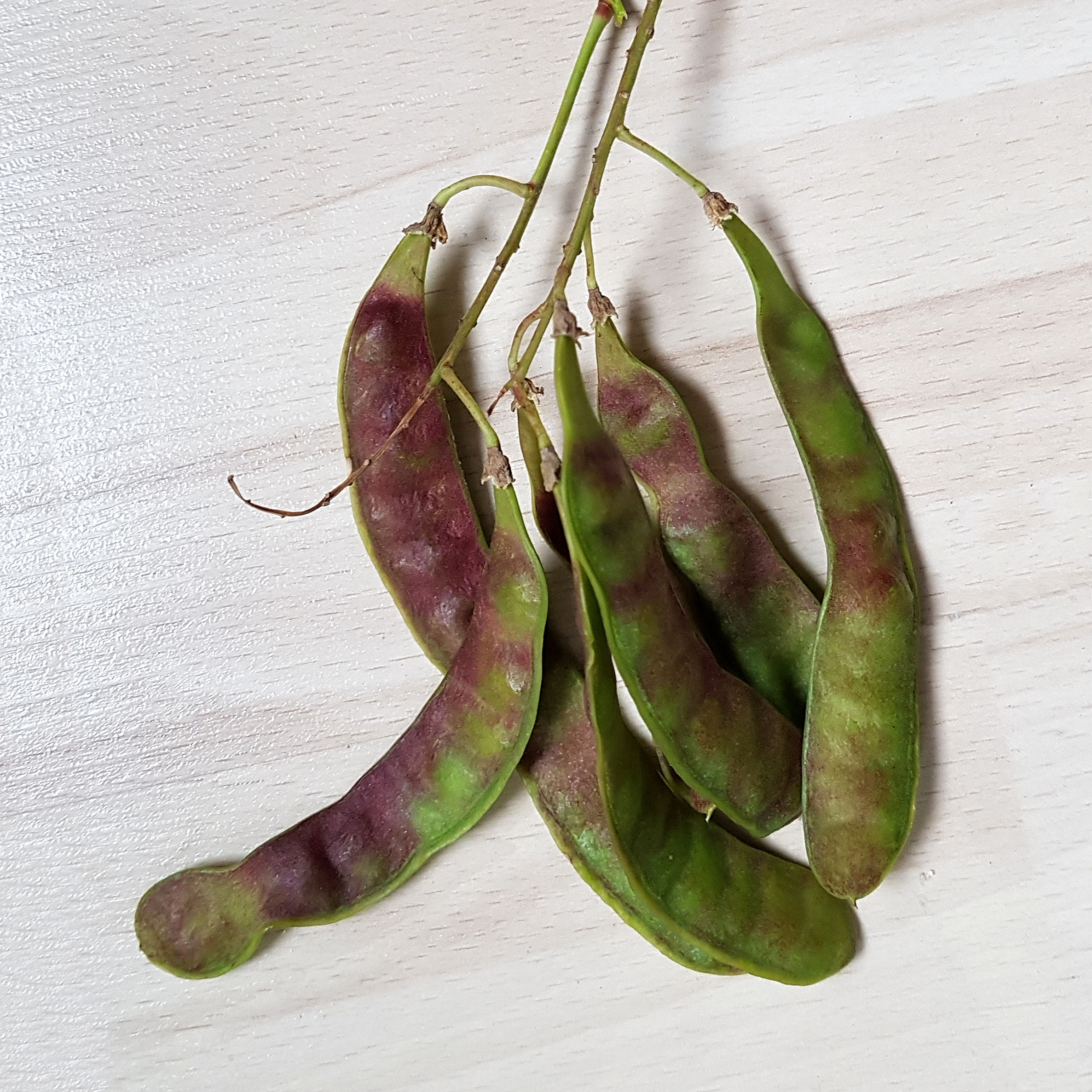 Robinie Samen 20190715_183451