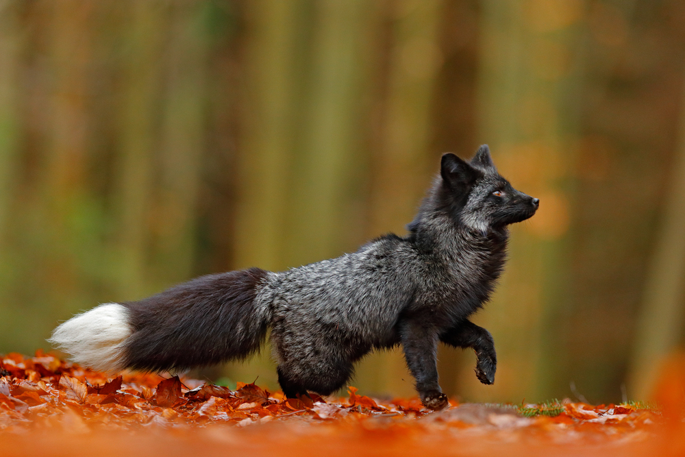 Silberfuchs