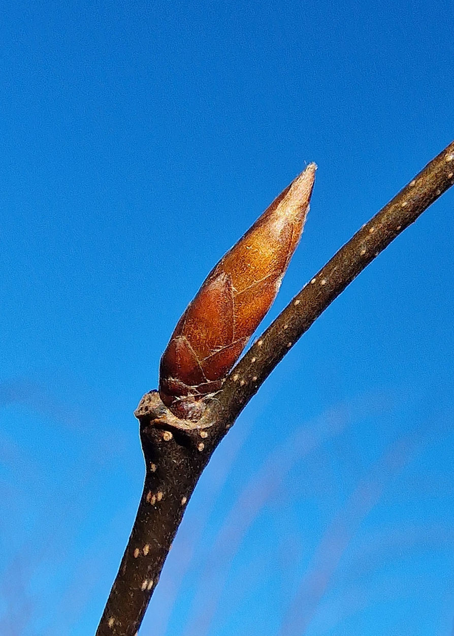 Hainbuche-Gemeine Knospe 20240108_124829