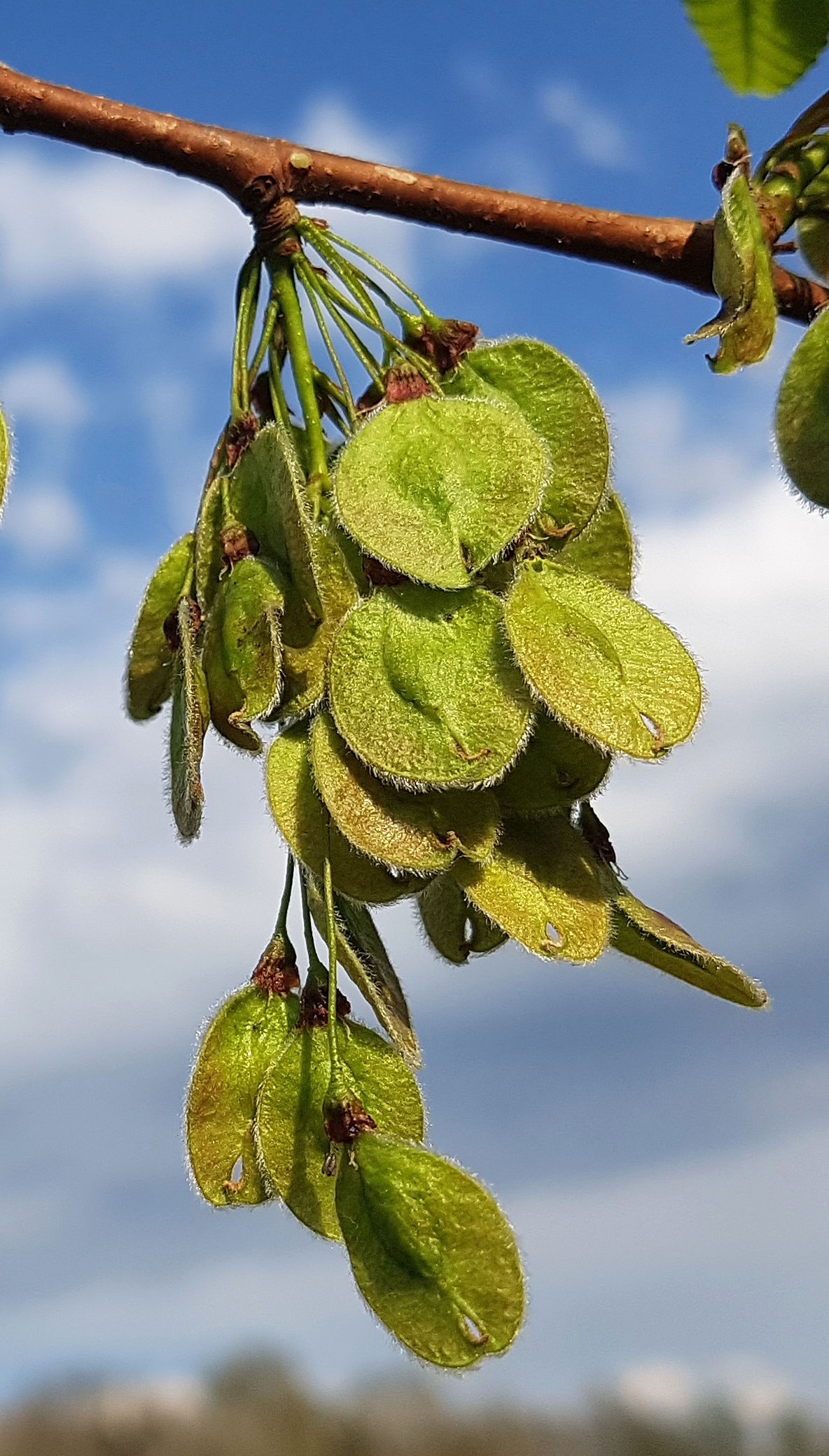 Ulme-Flatter Samen 20220430_172548a_resized Kopie 2