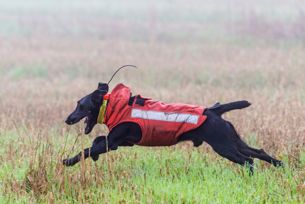 Terrier bei der Jagd