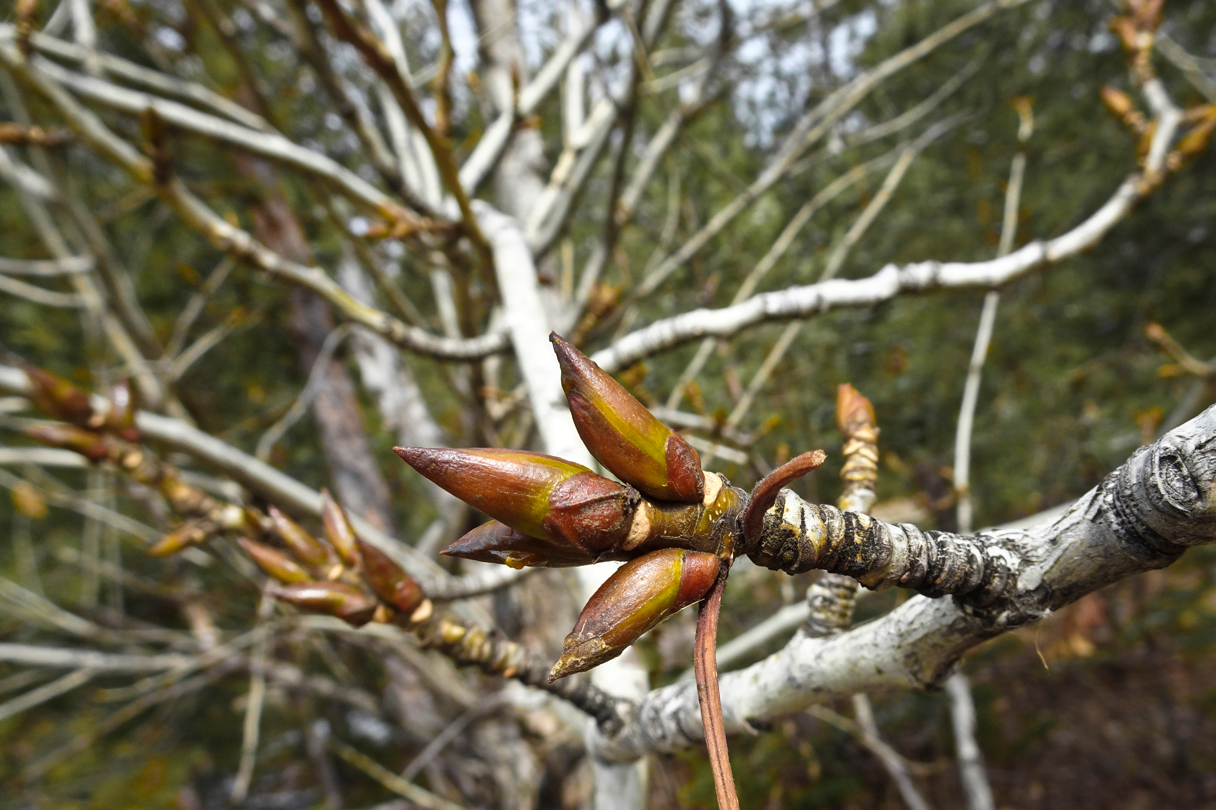 Pappelast mit vielen spitzen Knospen