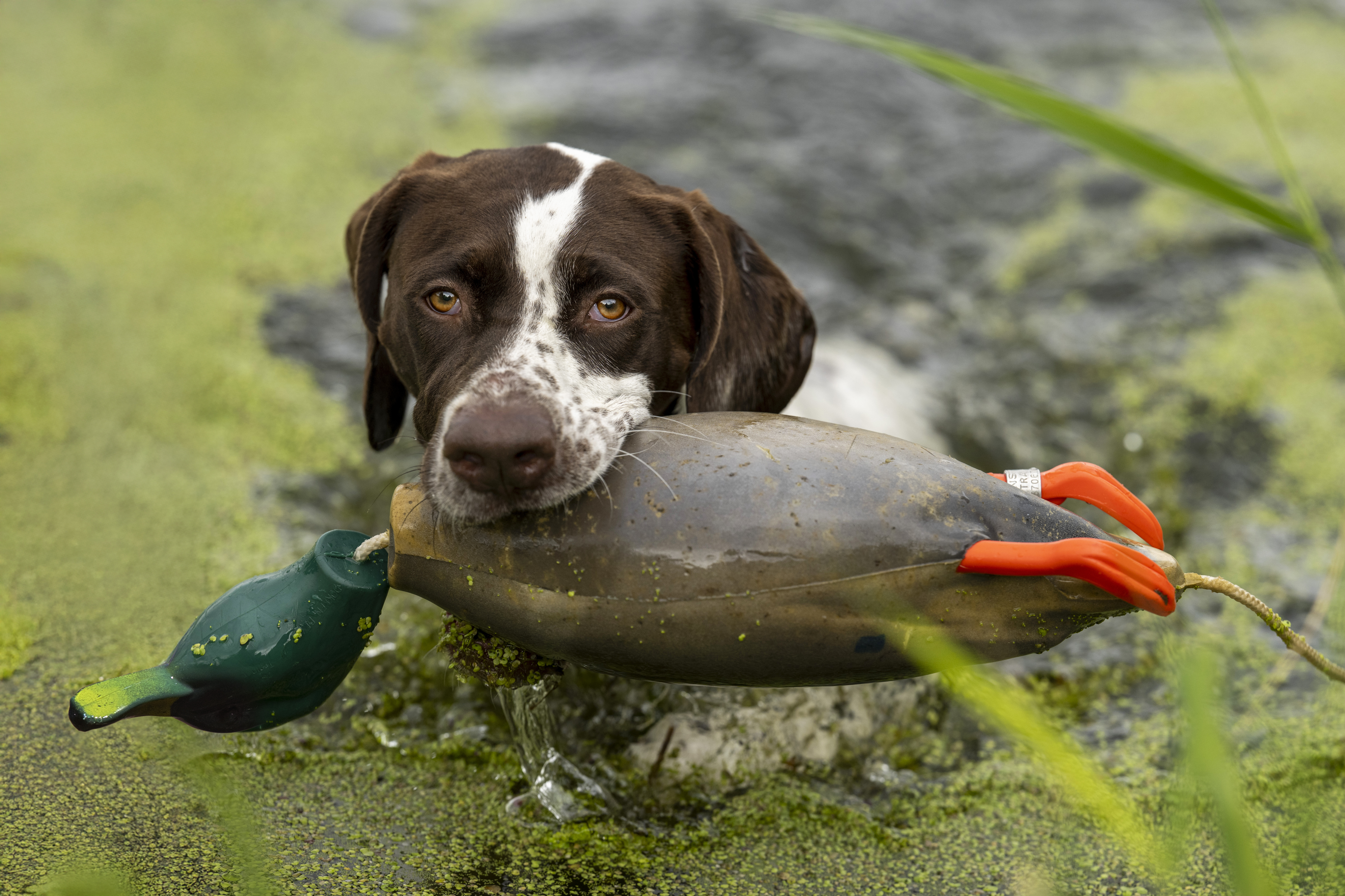 Apportierdummy beim Französischen Vorstehhund