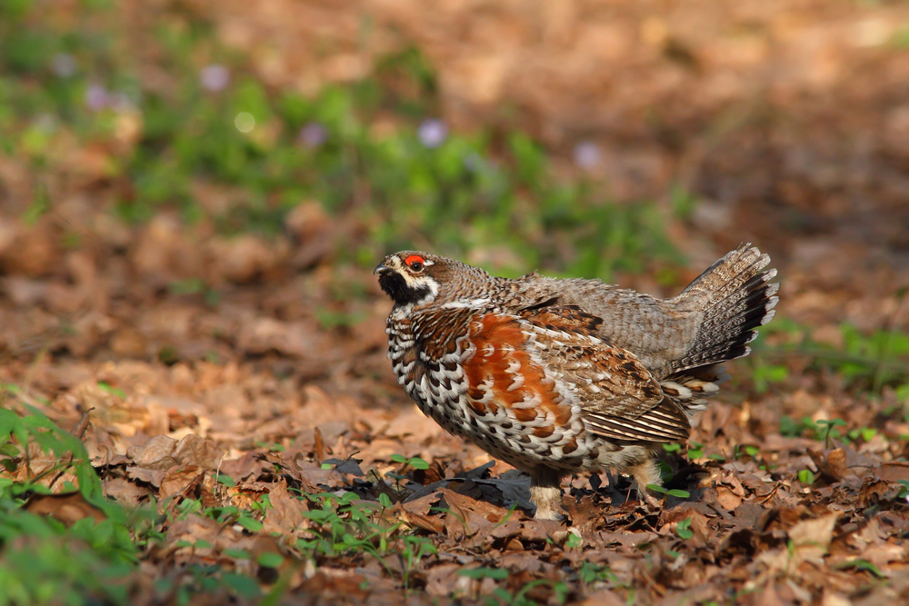 Haselwild Männchen