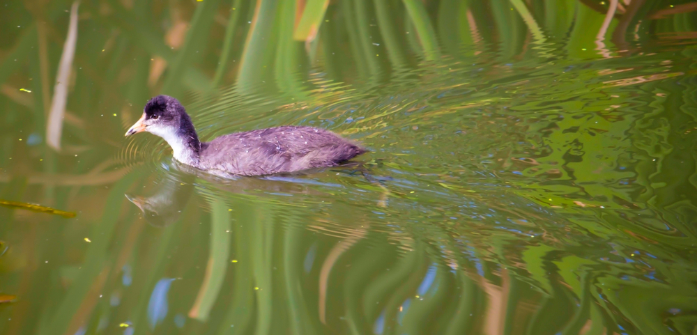 Juvenile Blässralle