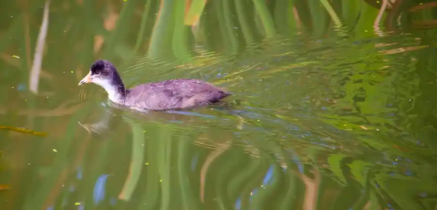 Juvenile Blässralle