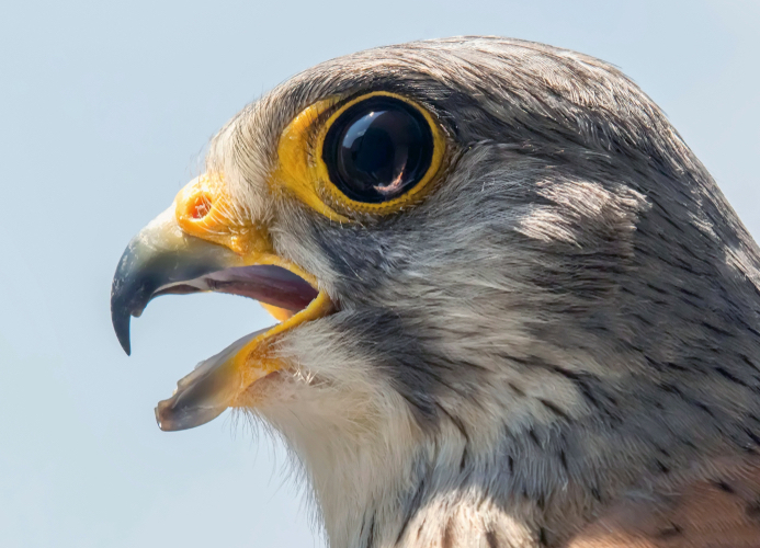 Turmfalke mit Falkenzahn im Oberschnabel