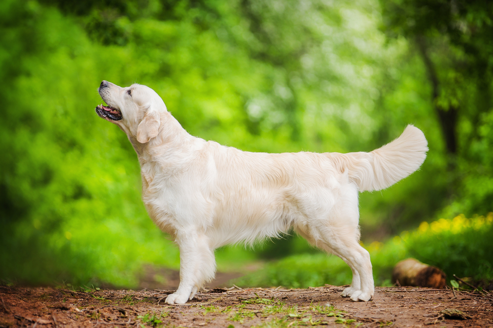 Golden-Retriever