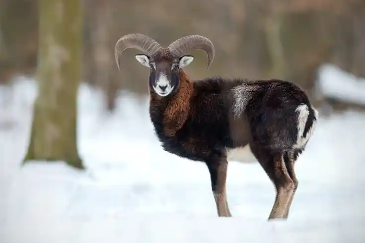 Etwa 2-jähriger Muffelwidder