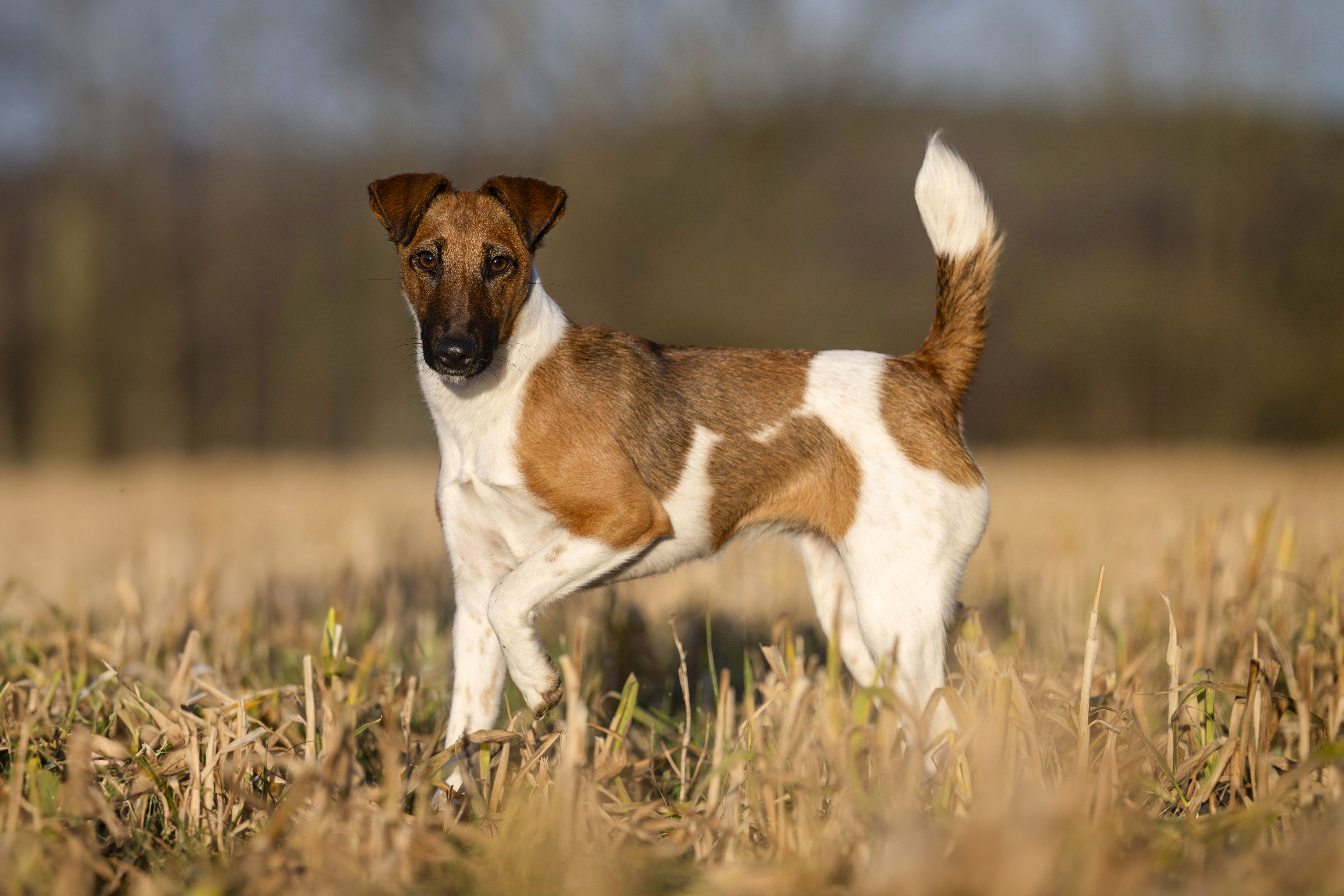 Fox Terrier (Glatthaar)