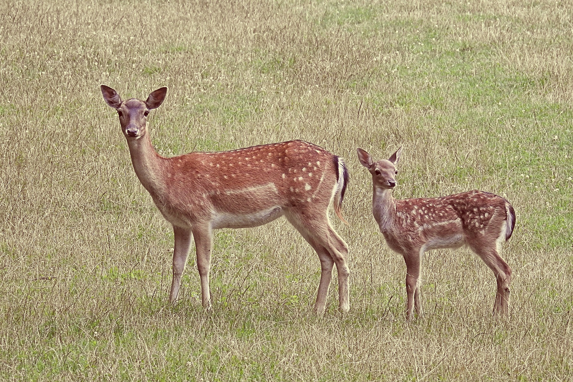 Damwild Tier und Kalb