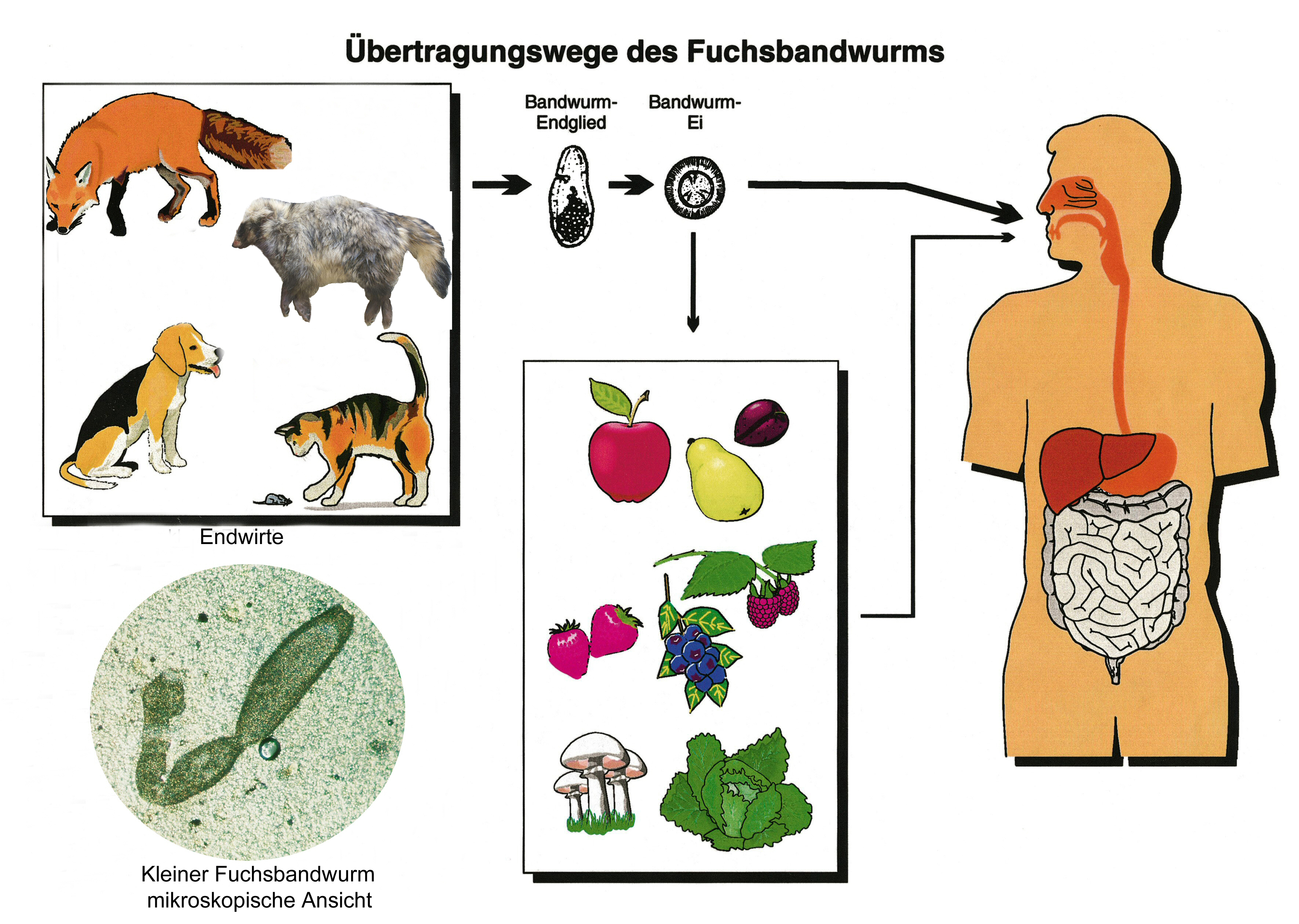 Übertragungswege Fuchsbandwurm