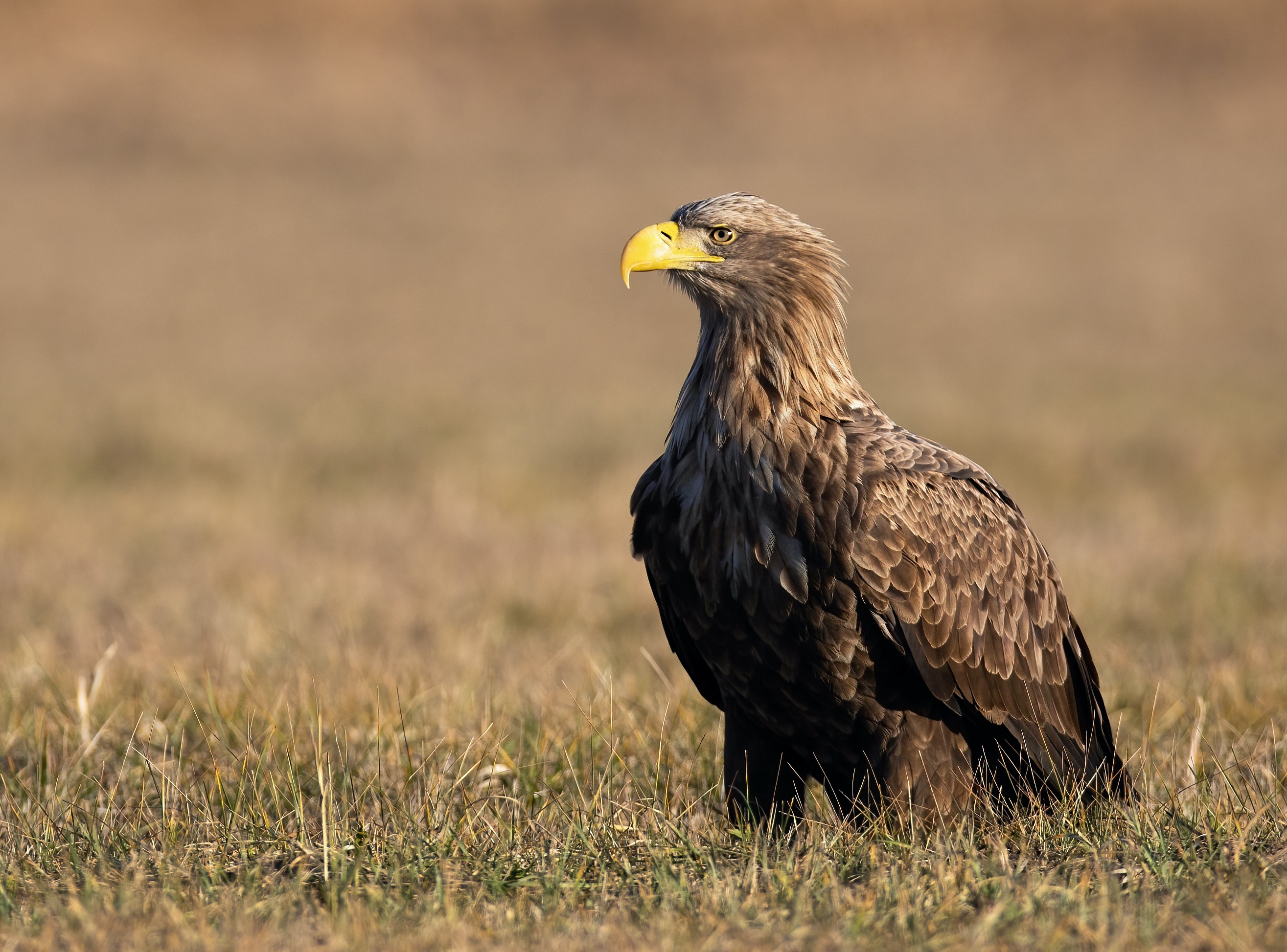 Adulter Seeadler
