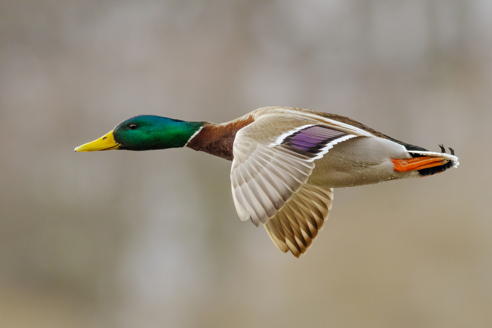 Stockentenerpel im Flug