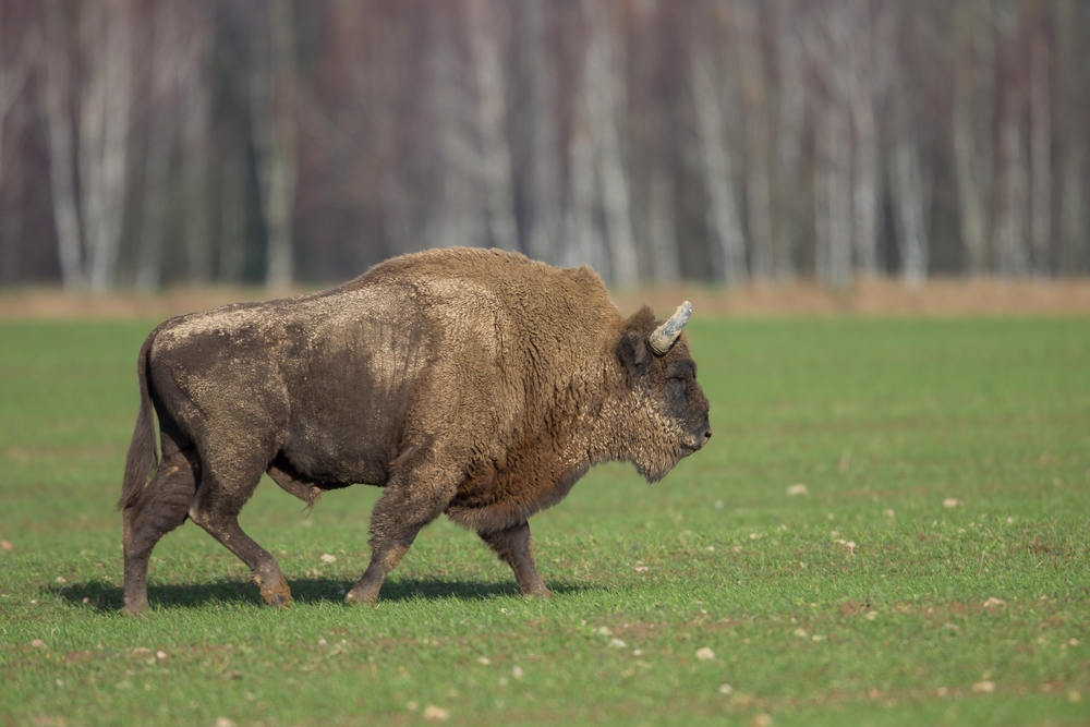 Bison 1