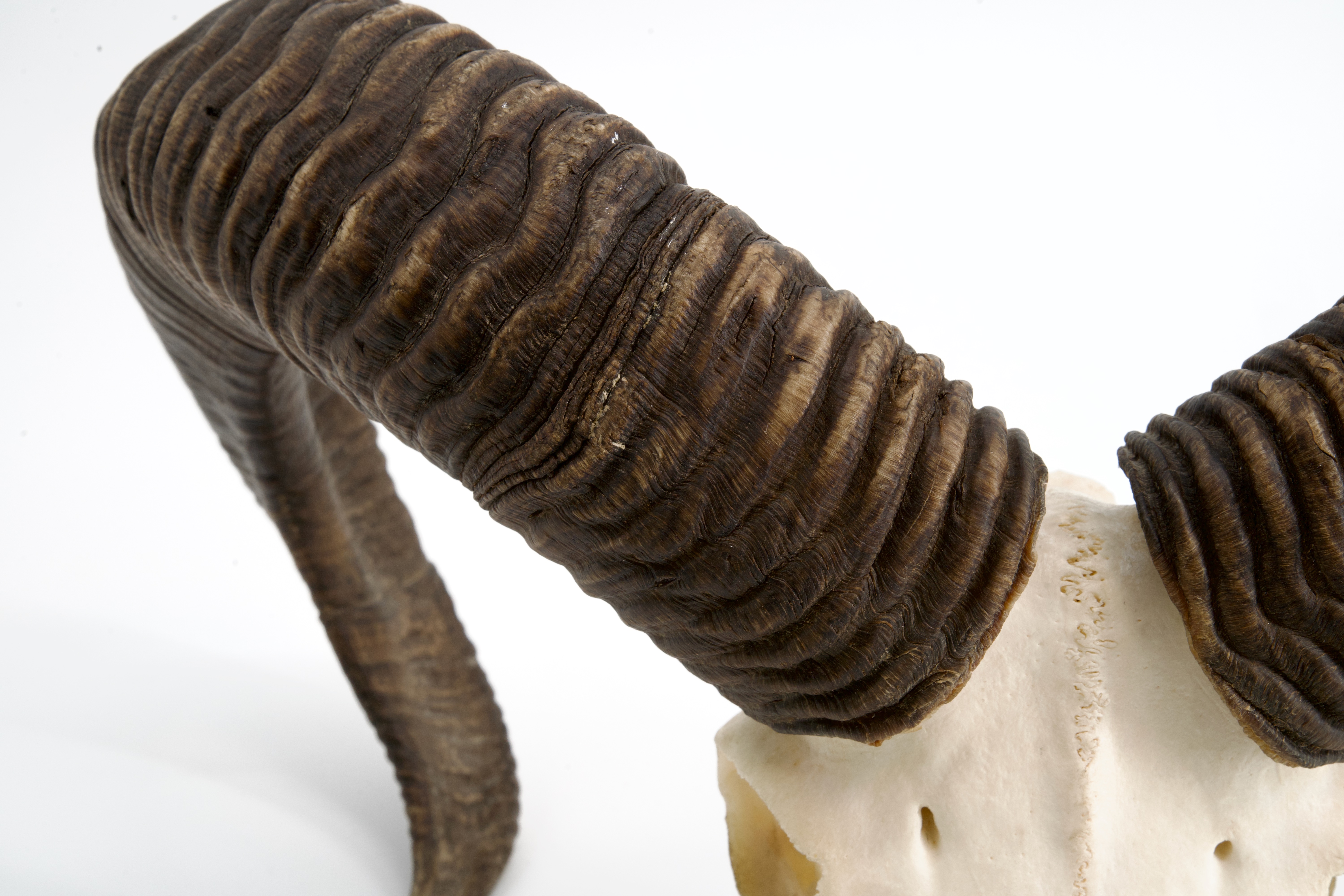 Muffellwildschnecke mit Jahresring