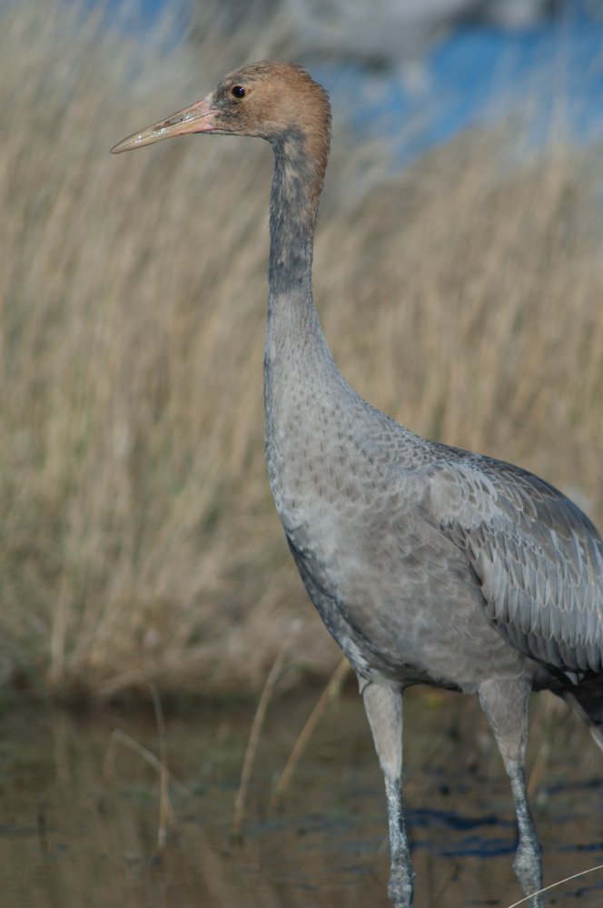 Juveniler Kranich