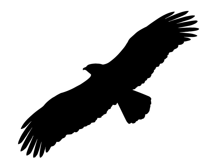 Steinadler Flugbild