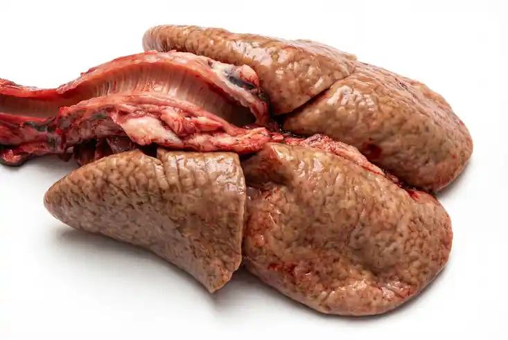 Lunge und Luftröhre vom Dachs