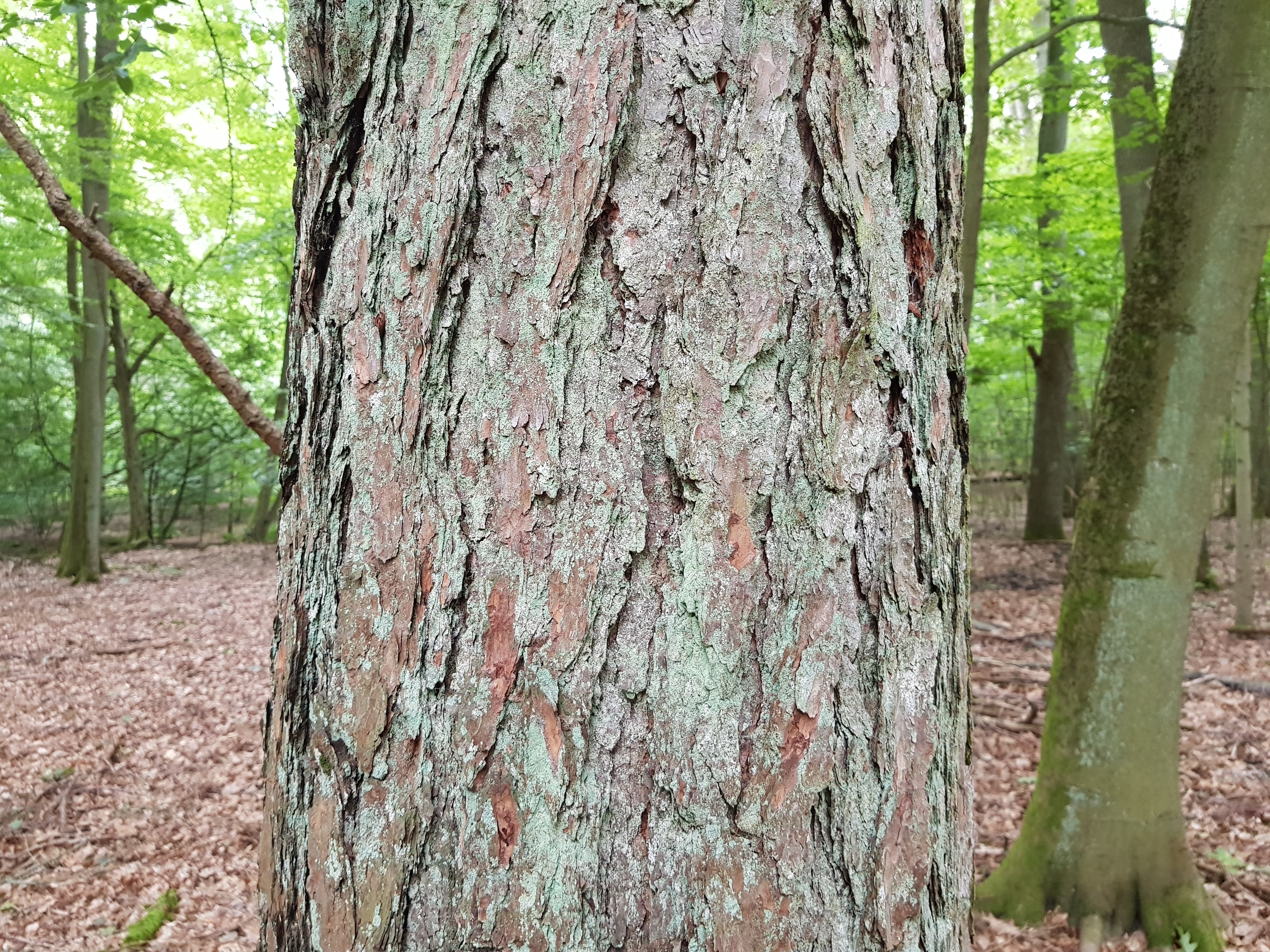 Rinde einer Laerche