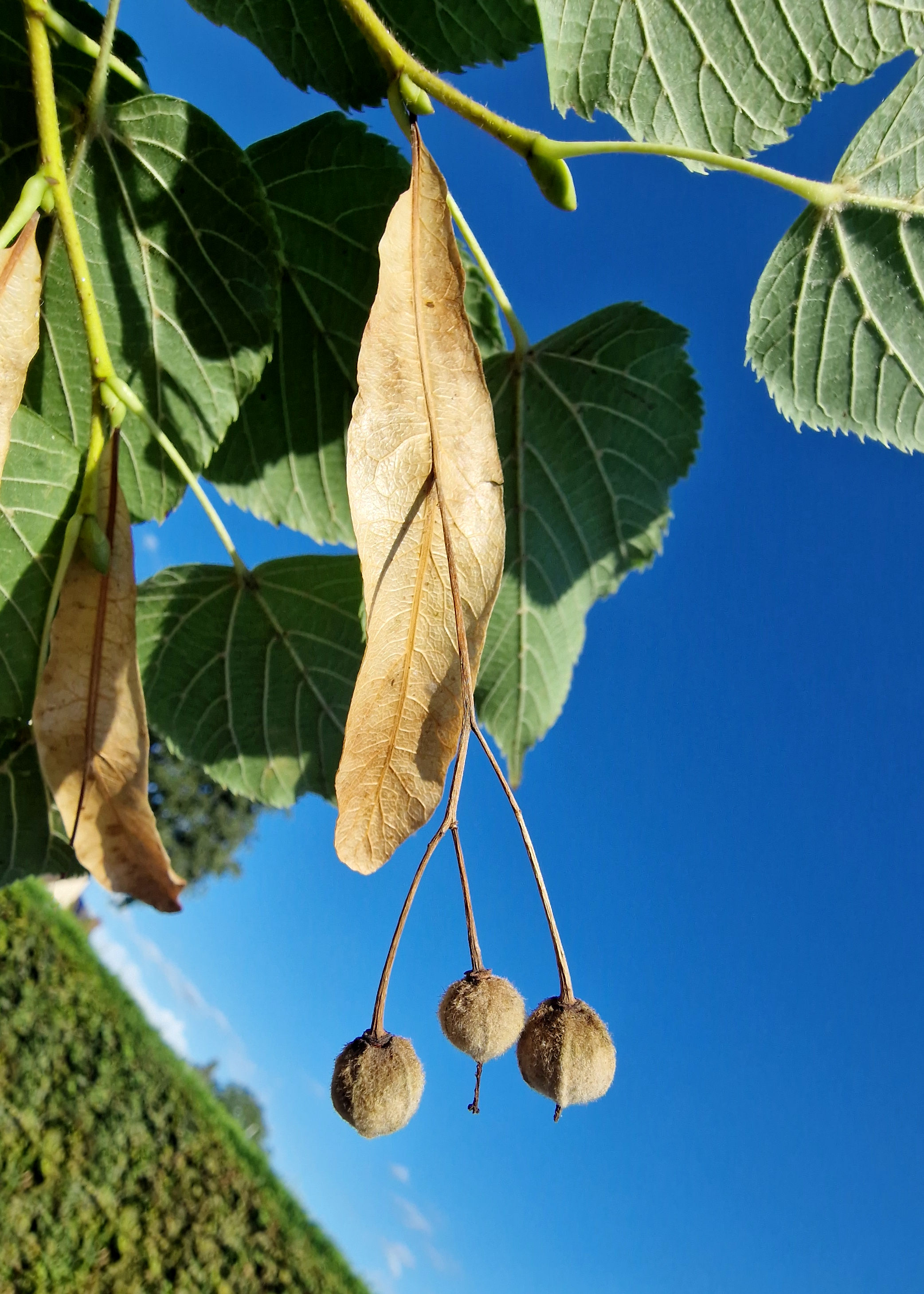 Linde-Sommer Samen 20250906_165405