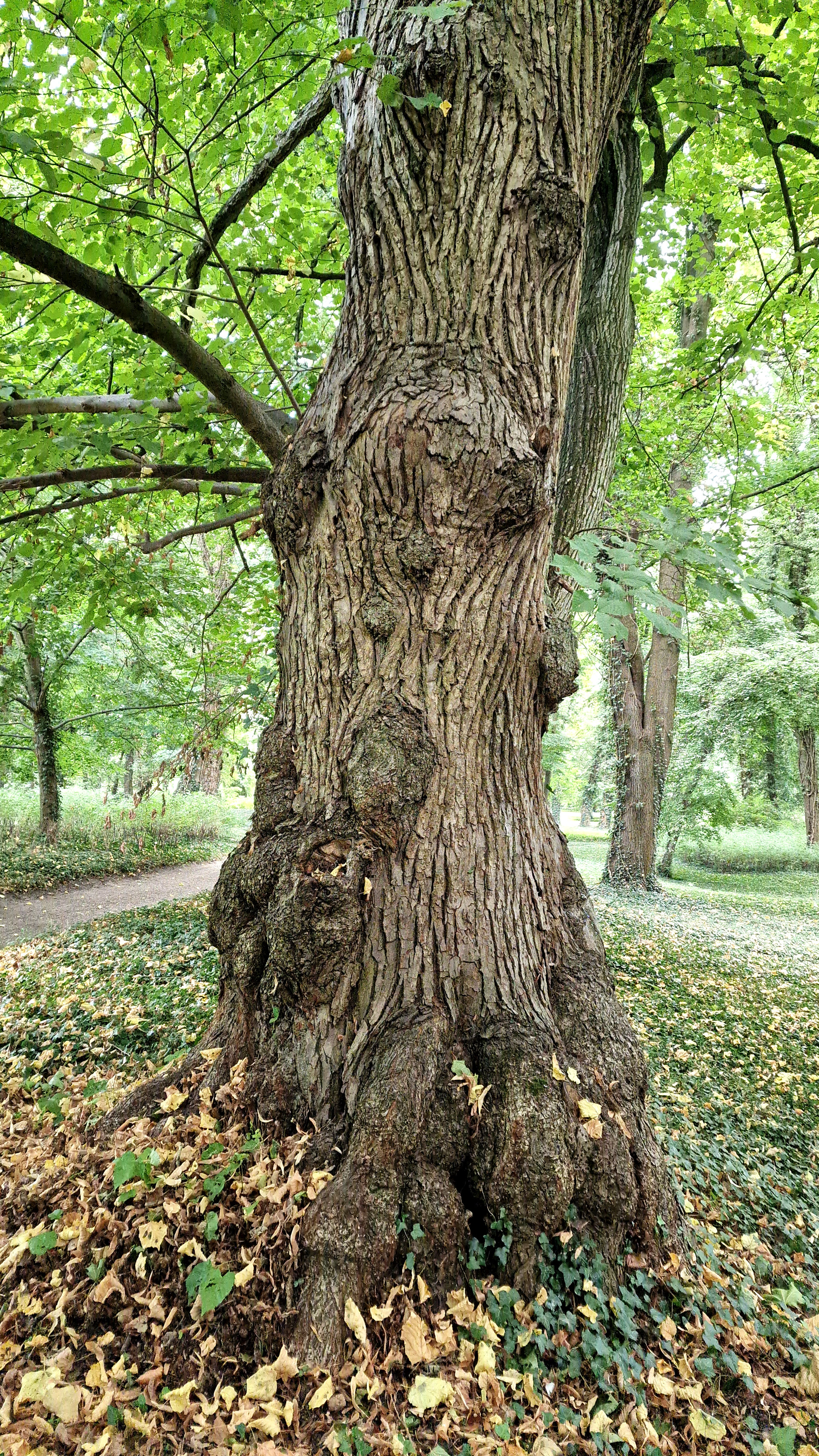 Linde-Sommer Rinde 20251003_143305