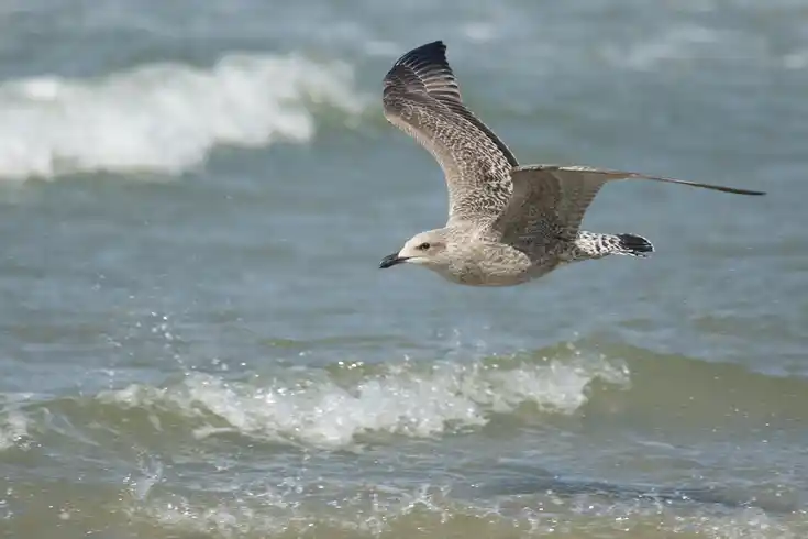 Silbermöwe 1. Winter