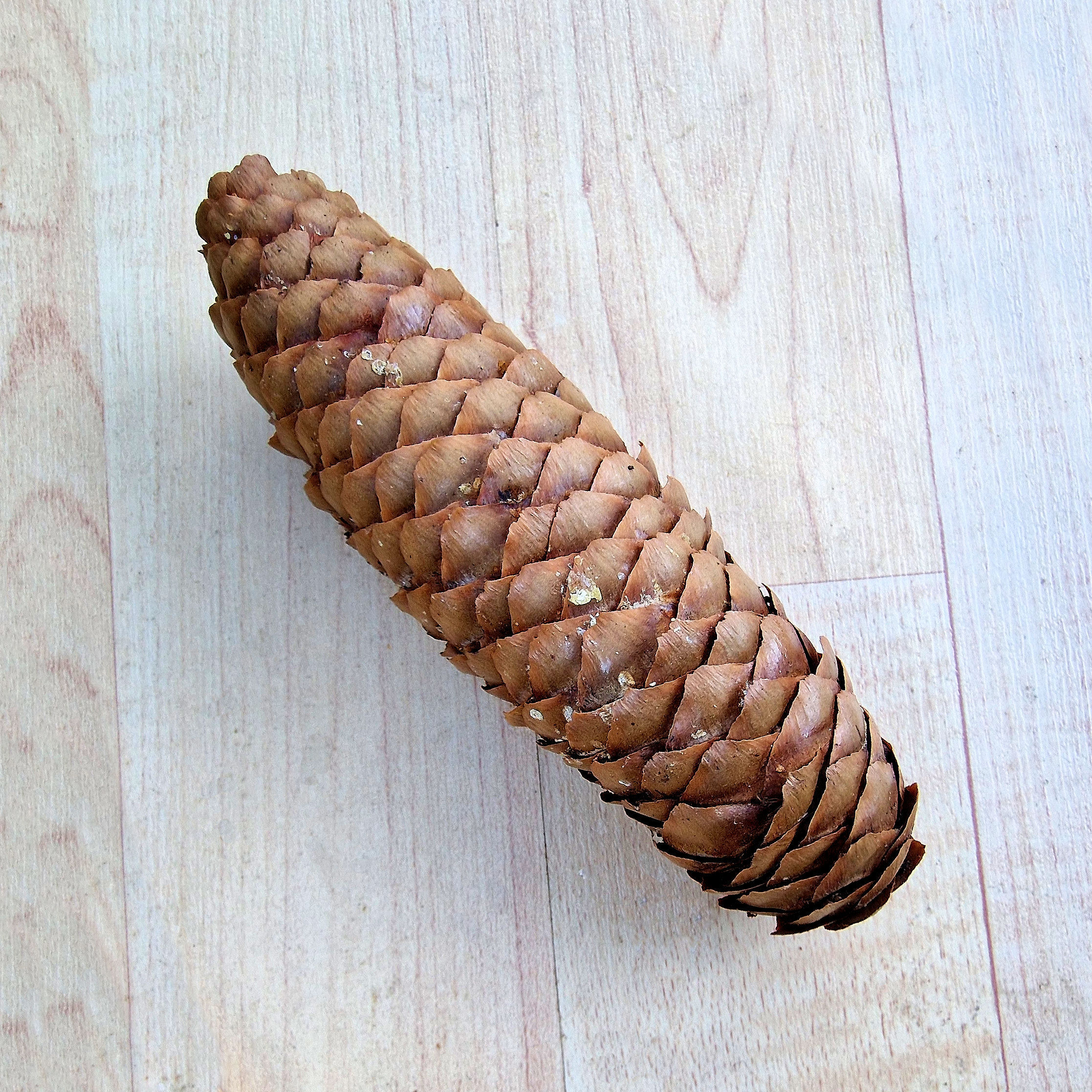 Zapfen der Gemeinen Fichte