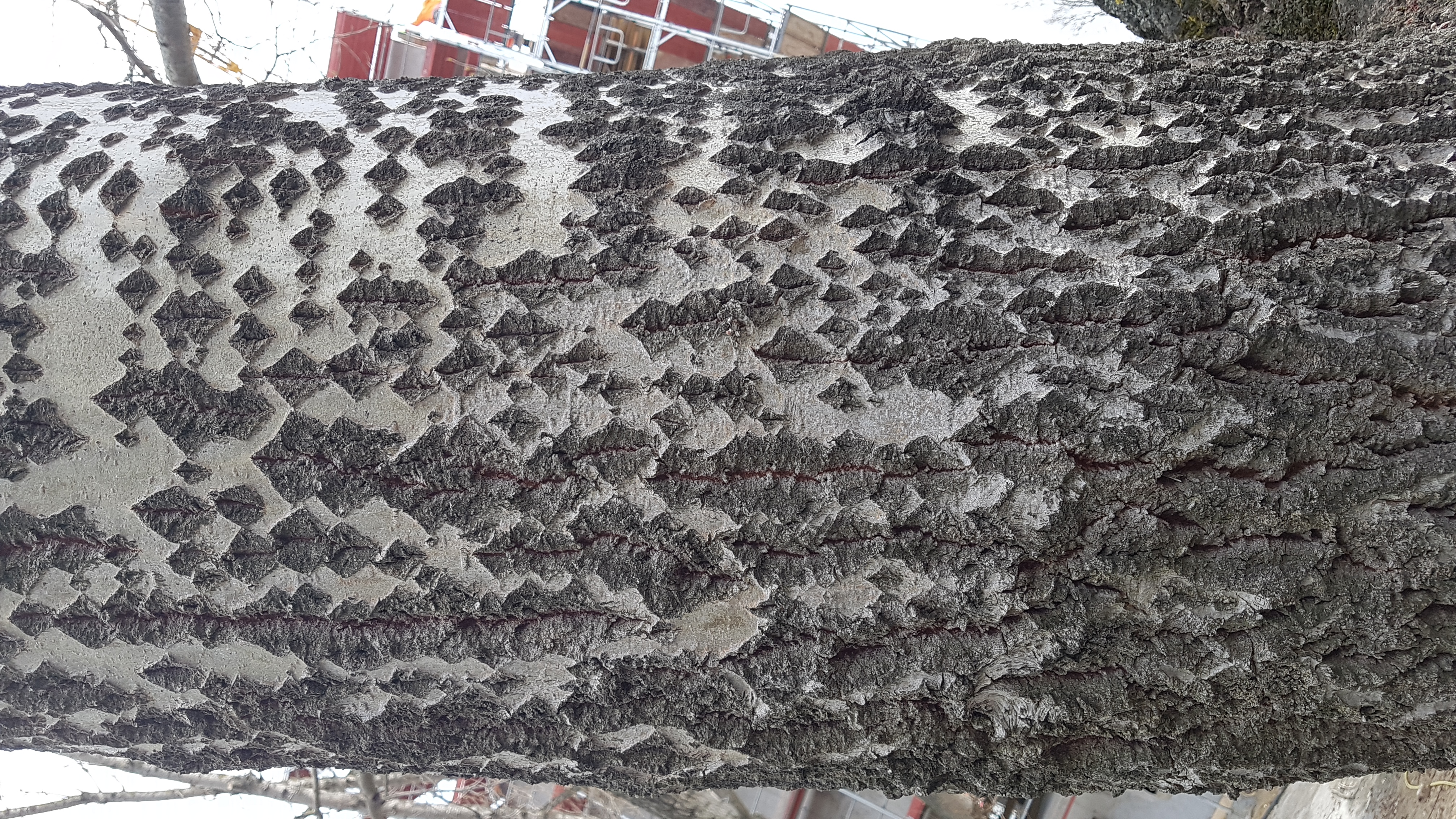 Pappel-Silber Rinde 1 4