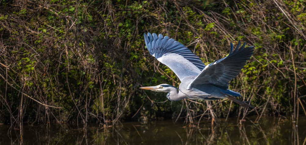Graureiher Flugbild