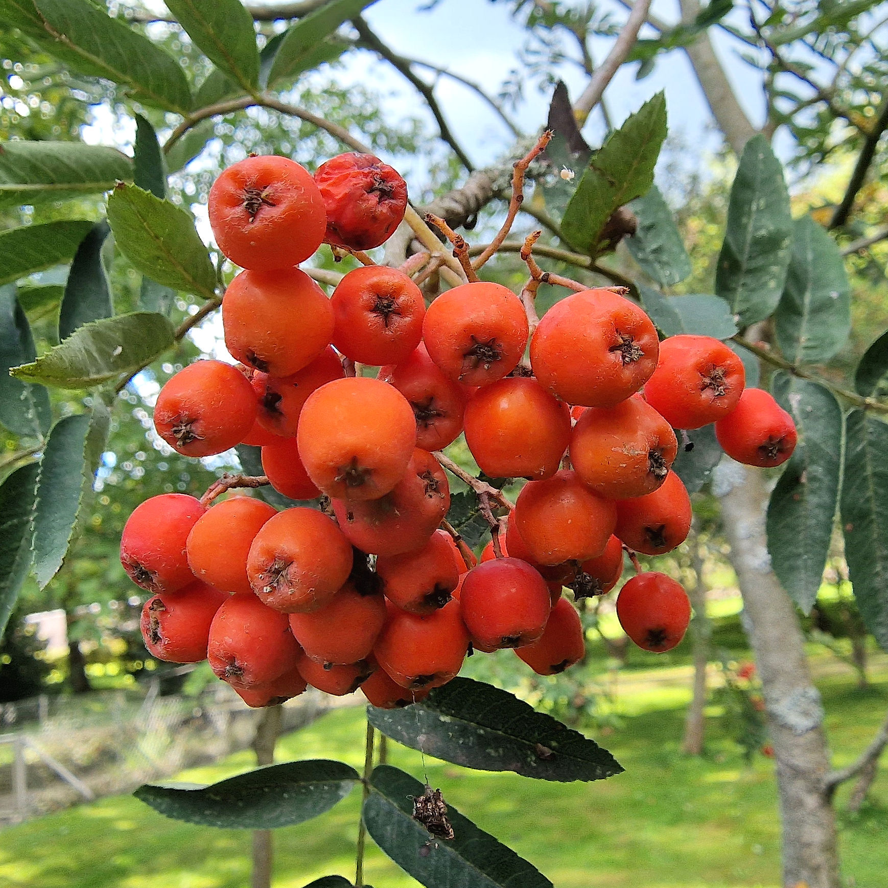 Eberesche-Gemeine Samen 20220922_152321 a