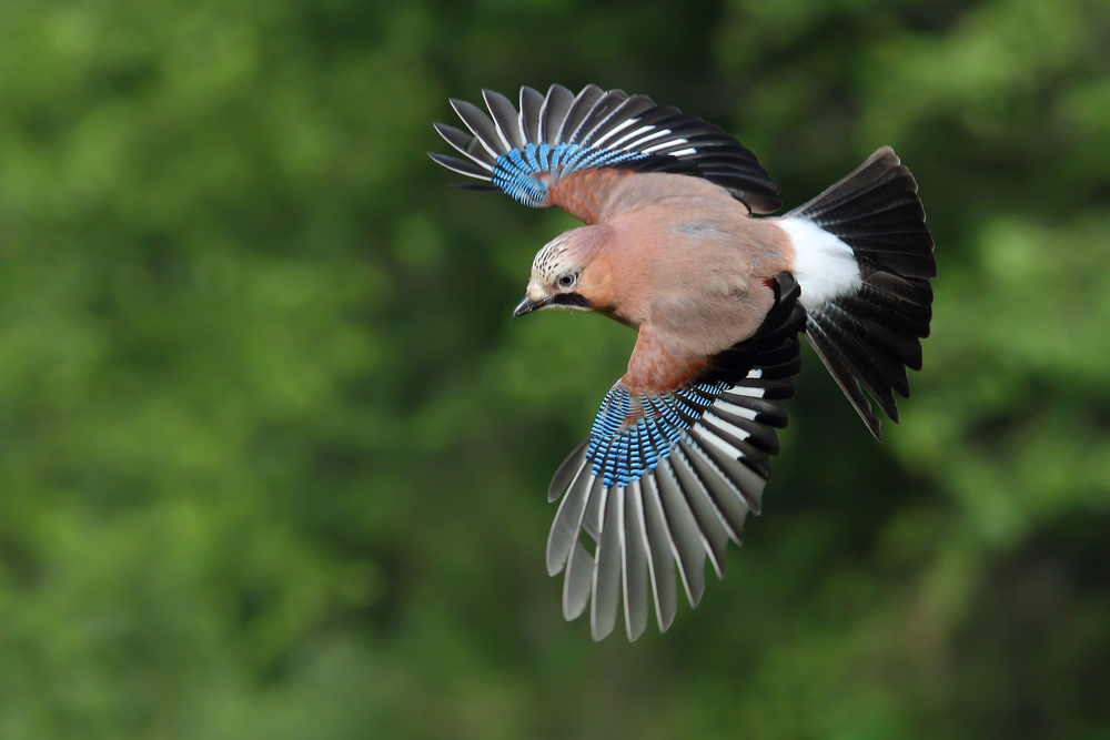 Eichelhäher im Flug