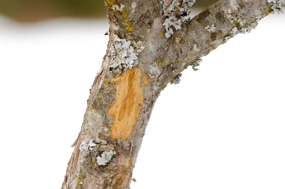 Schälschaden an Obstbaum
