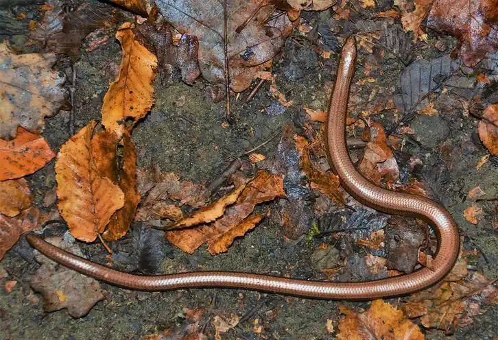 Blindschleiche