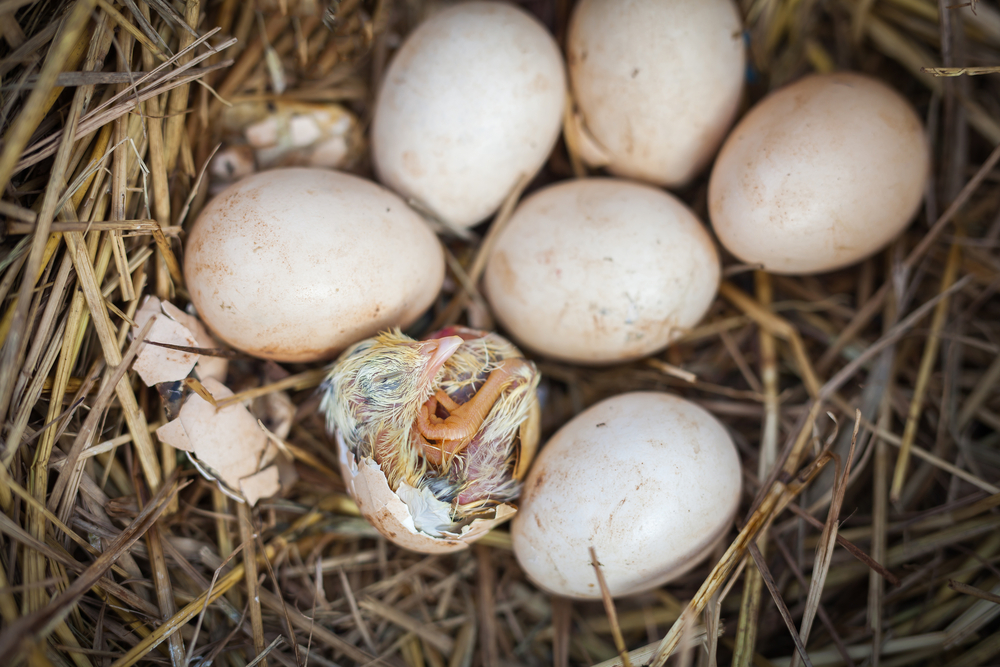 Schlüpfen Vogel