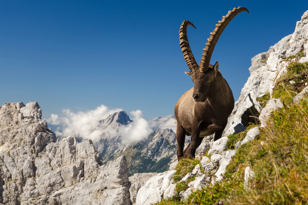 Steinbock "König der Berge"
