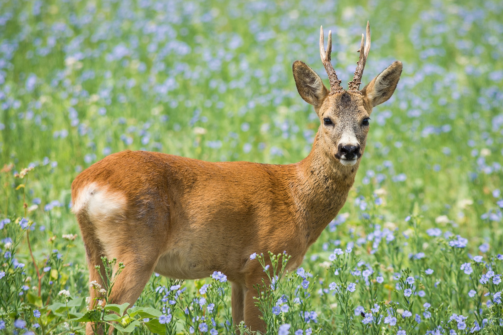Rehbock im Sommerkleid