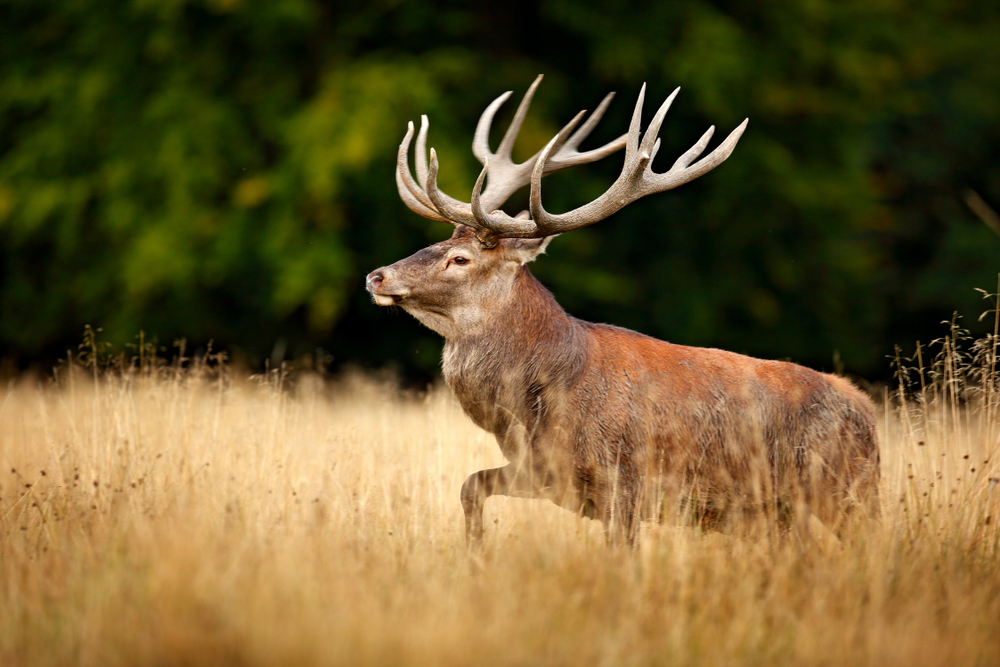 Sehr gut veranlagter Hirsch