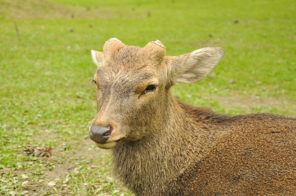 Damhirsch Abwurf