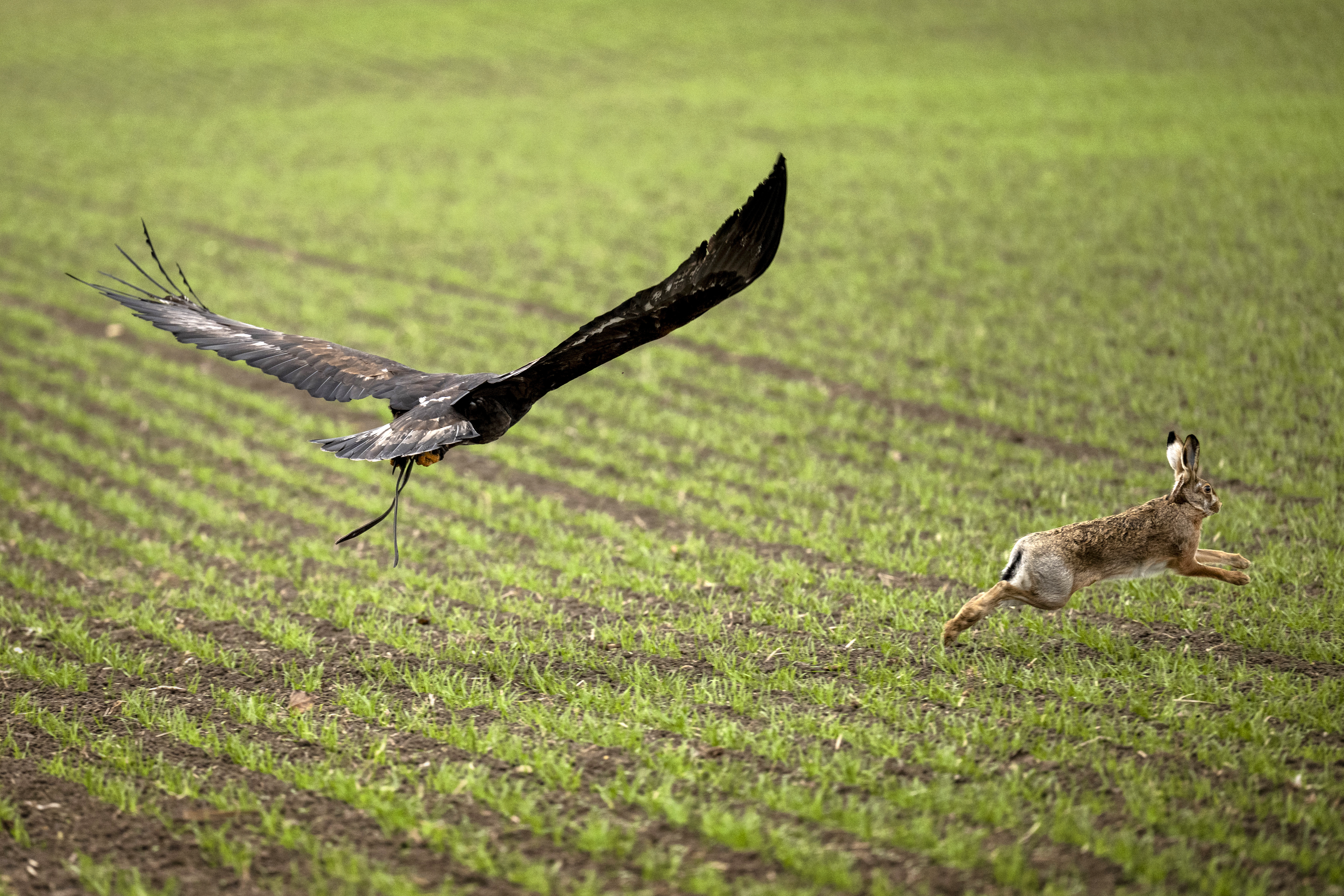 Beizjagd auf einen Feldhasen