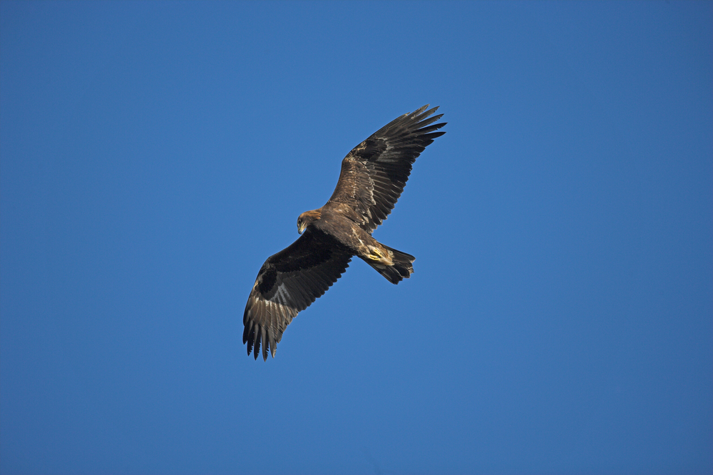 Adulter Steinadler im Flug